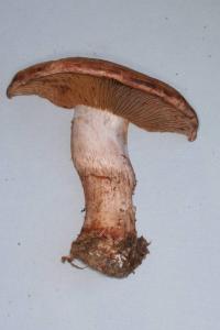 Cortinarius cyanites image