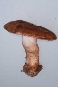 Cortinarius cyanites image