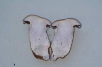 Cortinarius cyanites image