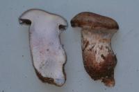 Cortinarius cyanites image