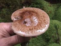 Cortinarius cyanites image