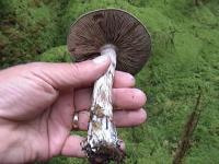 Cortinarius cyanites image