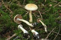 Image of Cortinarius delibutus