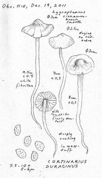 Cortinarius rigens image