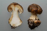 Image of Cortinarius elotus