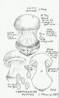 Cortinarius elotus image