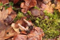 Cortinarius fulvescens image