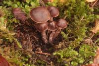 Cortinarius fulvescens image