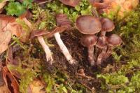 Cortinarius fulvescens image