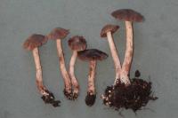 Cortinarius fulvescens image