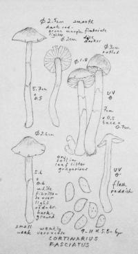 Cortinarius fulvescens image