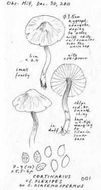 Cortinarius flexipes image