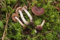 Image of Cortinarius fulvescens