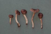 Cortinarius fulvescens image