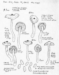 Cortinarius fulvescens image