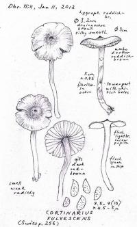 Cortinarius fulvescens image