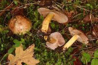 Cortinarius glaucopus image