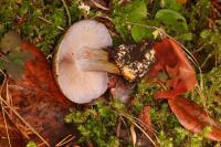 Cortinarius glaucopus image