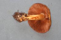 Cortinarius glaucopus image