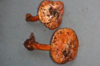 Cortinarius glaucopus image