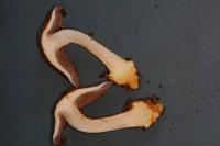 Cortinarius glaucopus image