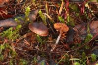 Cortinarius helobius image