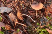 Cortinarius helobius image