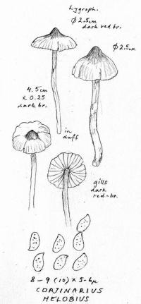 Cortinarius helobius image