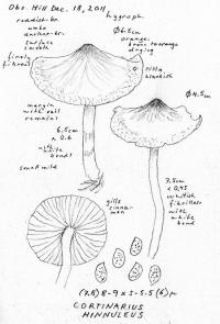 Cortinarius hinnuleus image