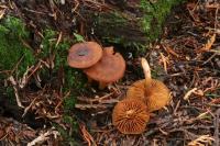 Cortinarius humboldtensis image