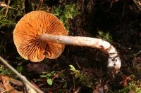 Cortinarius humboldtensis image