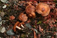 Cortinarius leucopus image