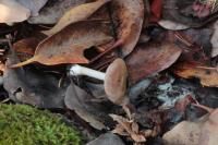 Cortinarius leucopus image