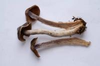 Cortinarius lucorum image