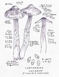 Cortinarius lucorum image