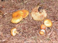 Cortinarius polymorphus image