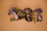 Cortinarius mutabilis image