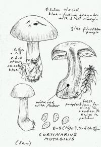 Cortinarius mutabilis image