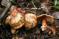 Cortinarius olearioides image