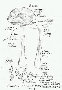 Cortinarius olearioides image