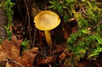 Cortinarius olivaceopictus image