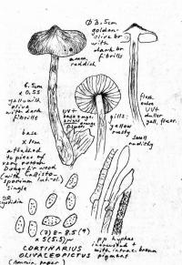 Cortinarius olivaceopictus image