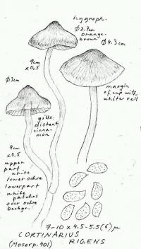 Cortinarius rigens image