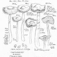 Cortinarius rigens image