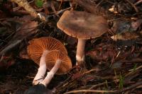 Cortinarius saturninus image