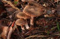 Cortinarius saturninus image