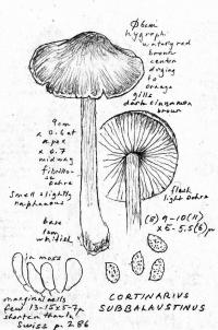 Image of Cortinarius subbalaustinus