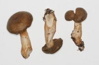 Cortinarius subtortus image