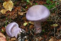 Cortinarius traganus image