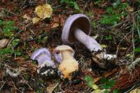 Cortinarius traganus image